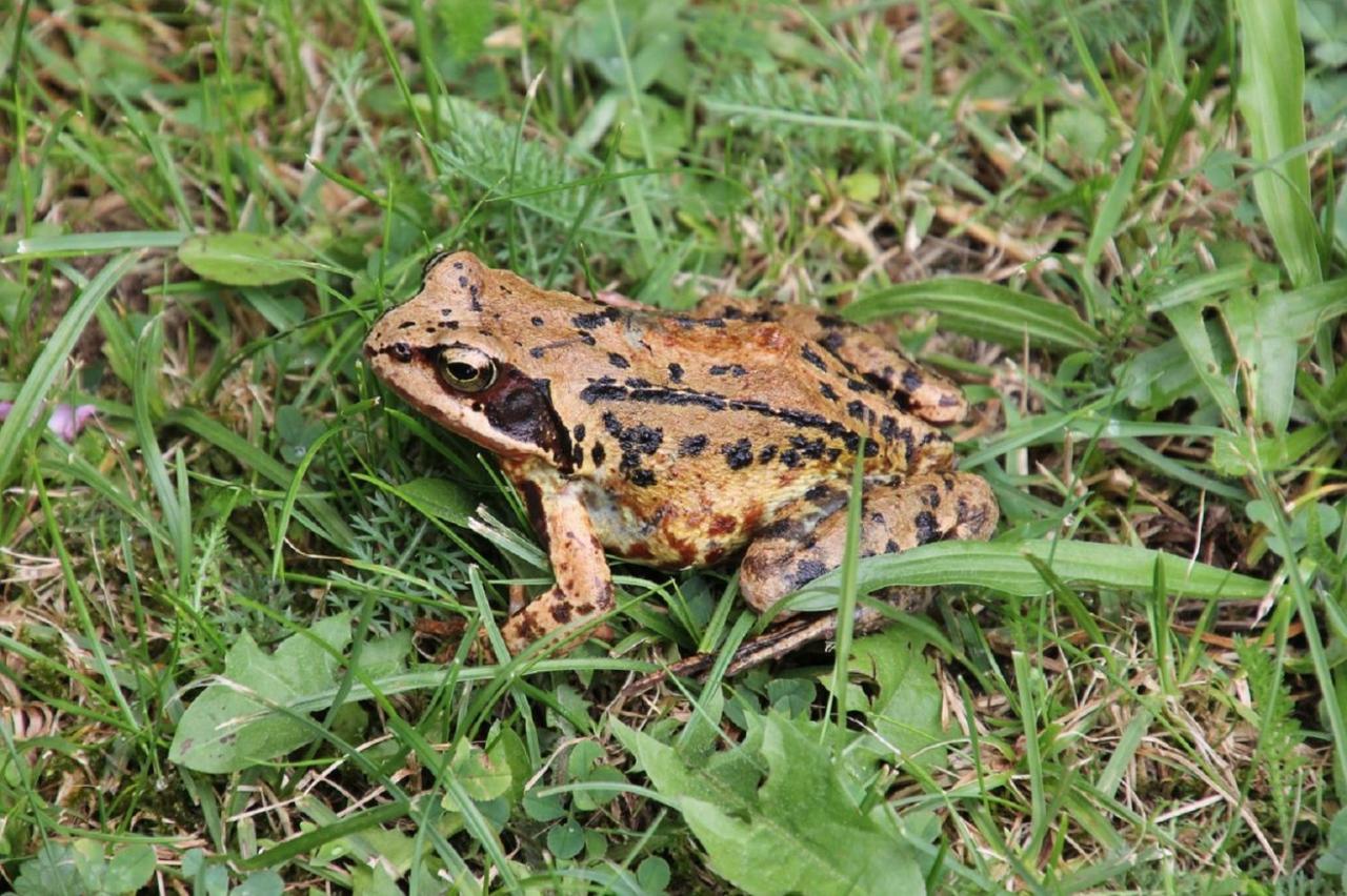 Fewo Im Naturschutzgebiet Hiddenhausen Extérieur photo