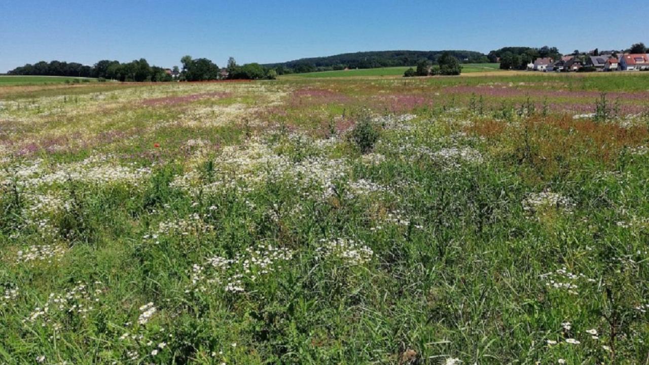 Fewo Im Naturschutzgebiet Hiddenhausen Extérieur photo