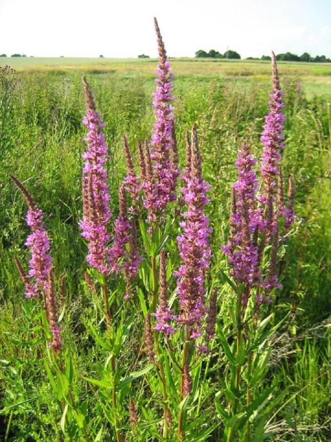 Fewo Im Naturschutzgebiet Hiddenhausen Extérieur photo