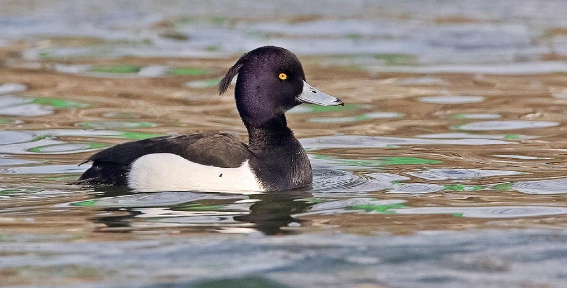 Fewo Im Naturschutzgebiet Hiddenhausen Extérieur photo